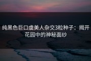 纯黑色巨口虞美人杂交3粒种子：揭开花园中的神秘面纱